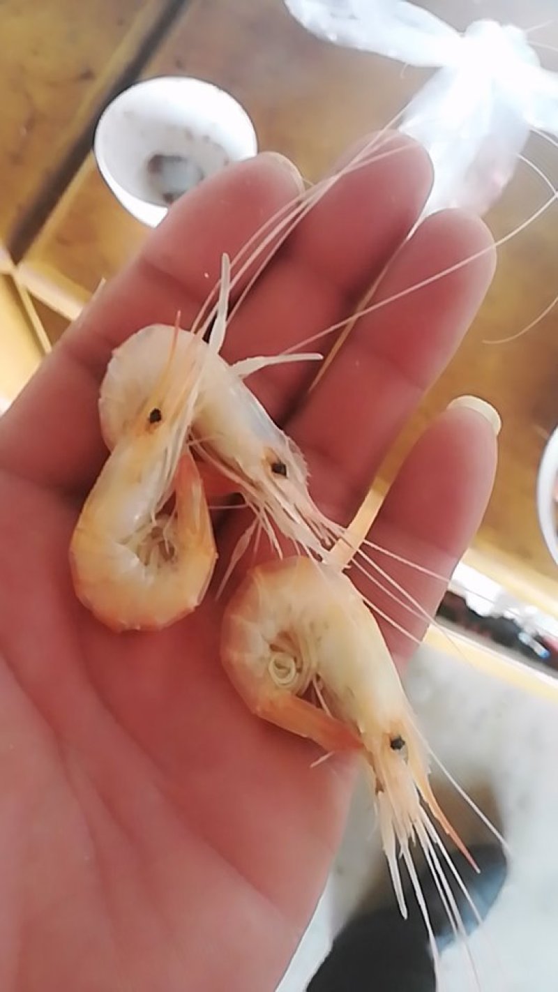 白虾