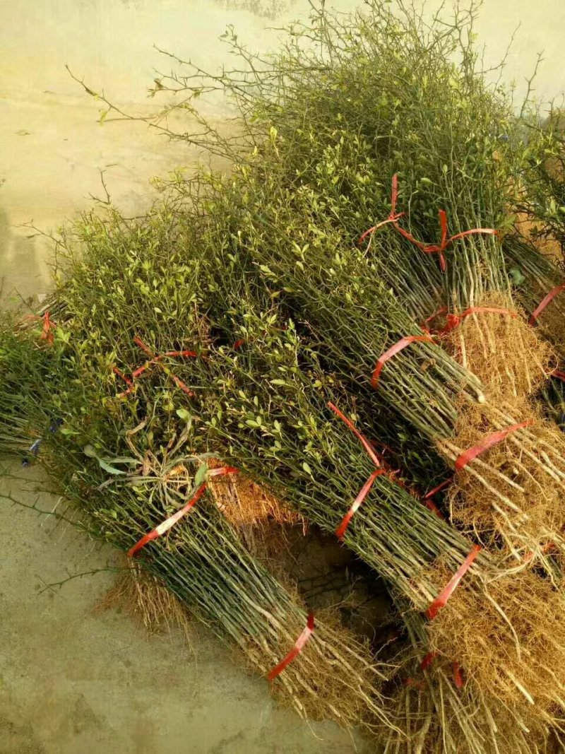 枸橘苗铁篱笆嫁接柑橘砧木