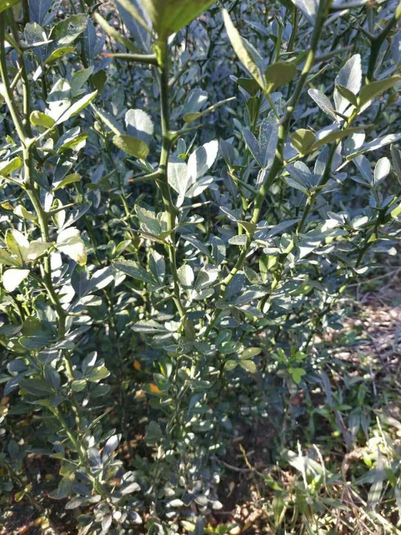 枸橘苗铁篱笆嫁接柑橘砧木
