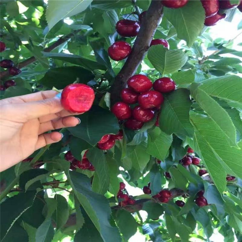 美早红灯樱桃苗矮化樱桃苗品种齐全，免费技术指导