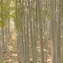 速生白蜡