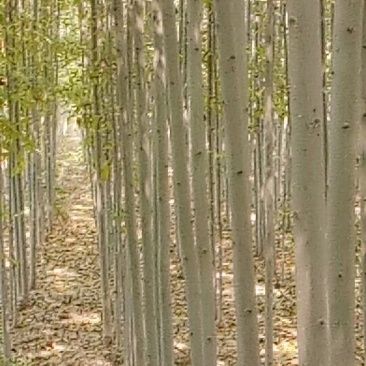 速生白蜡
