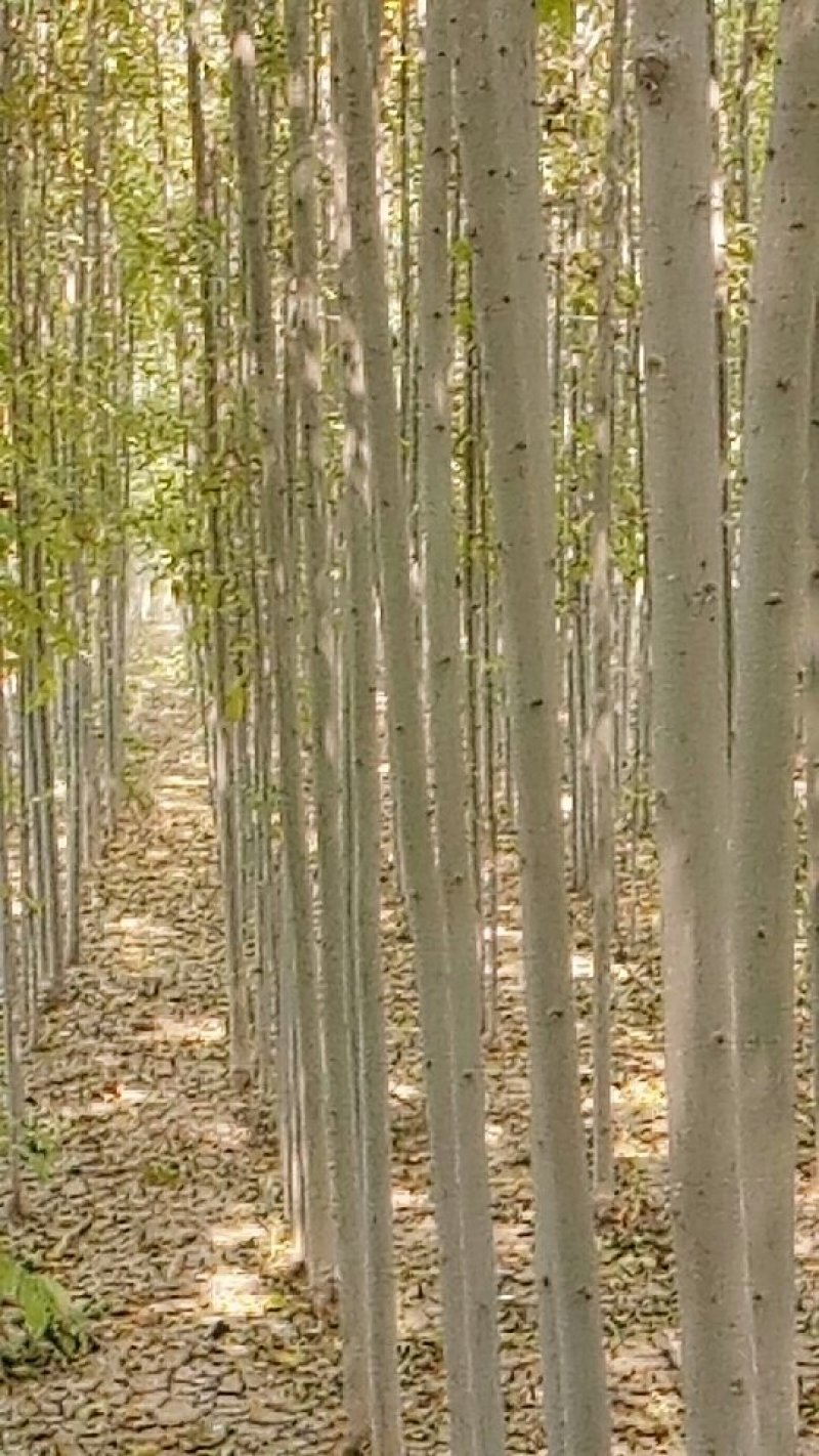 速生白蜡