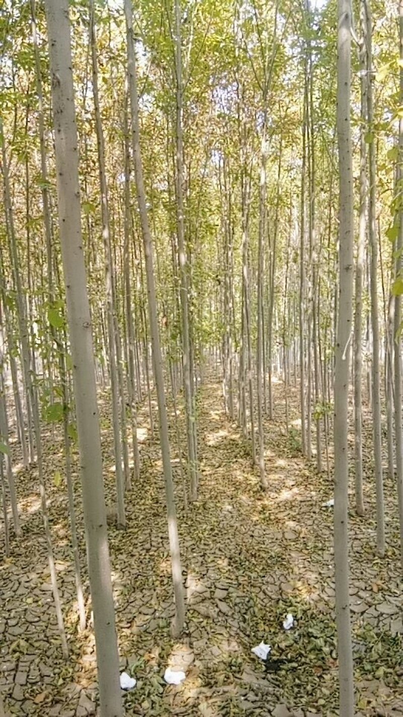 速生白蜡