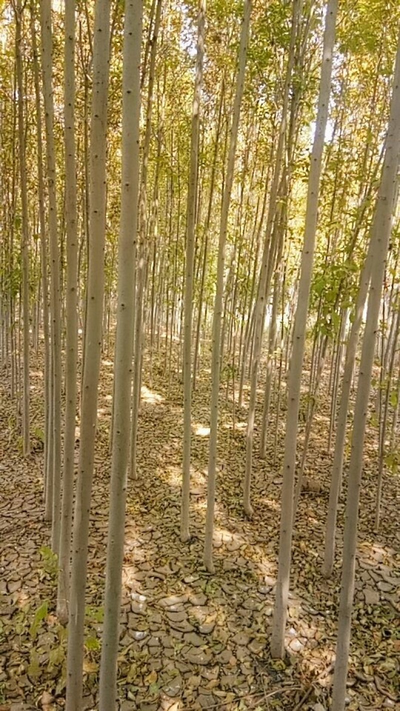 速生白蜡
