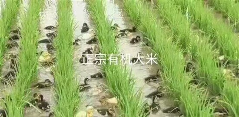 镜泊湖下游石板有机米，石板上的珍品