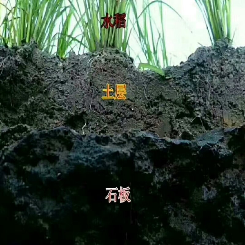 镜泊湖下游石板有机米，石板上的珍品