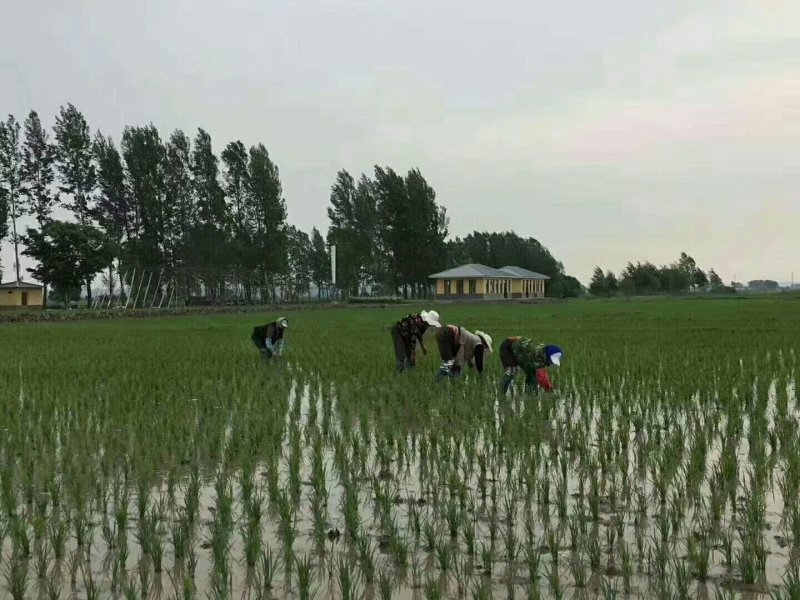 镜泊湖下游石板有机米，石板上的珍品