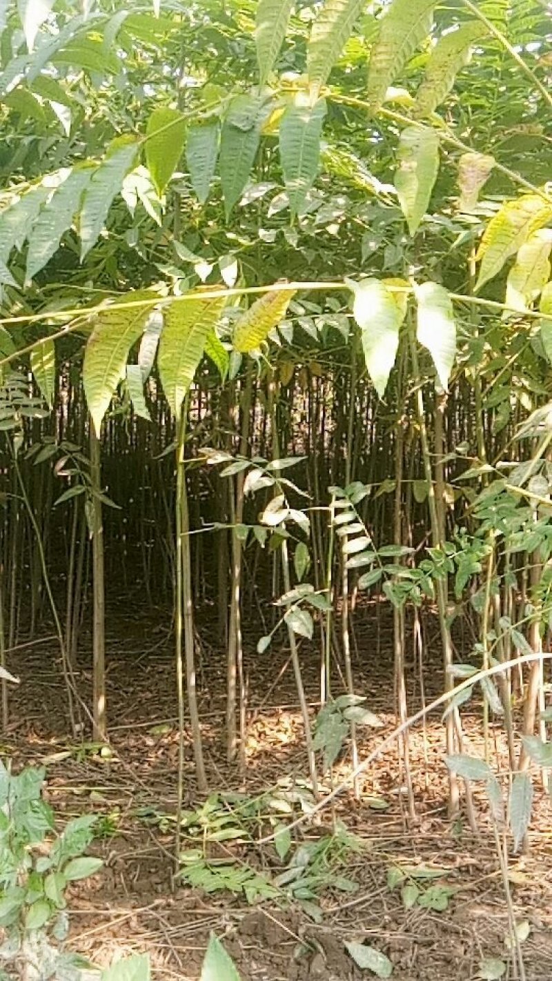 香椿苗