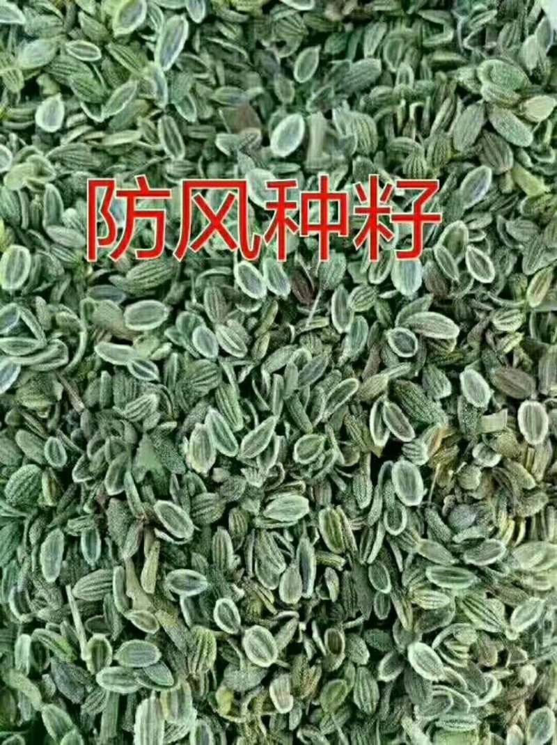 大量出售供应一代高产纯新防风种子