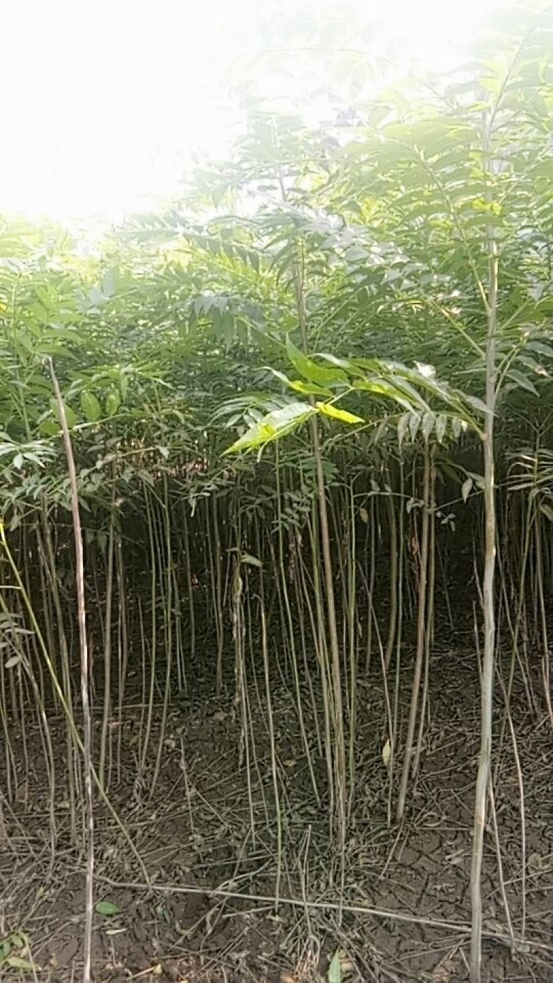香椿苗
