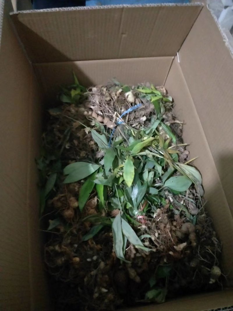 滇黄精块茎
