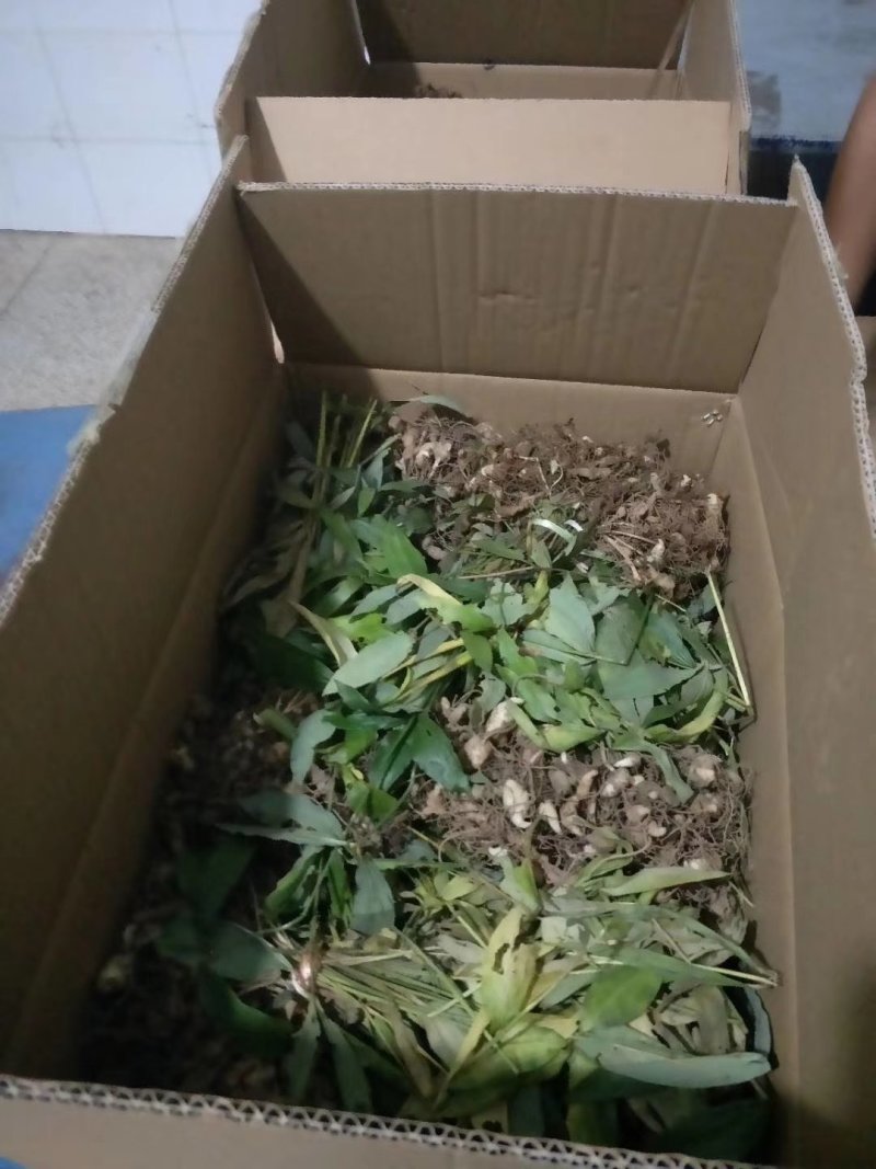 滇黄精块茎