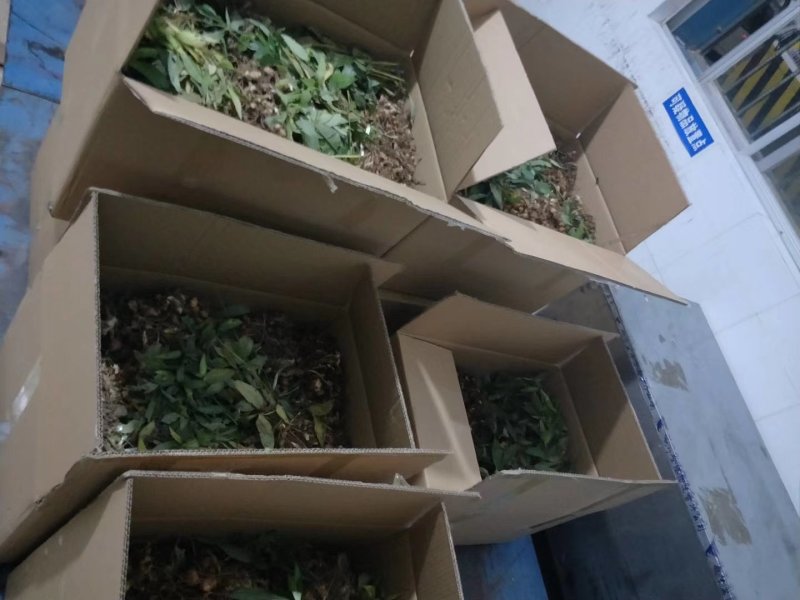 滇黄精块茎