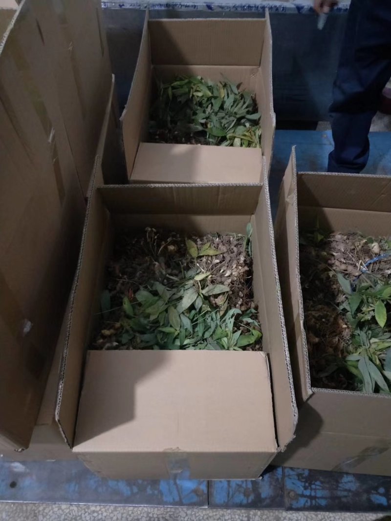 滇黄精块茎