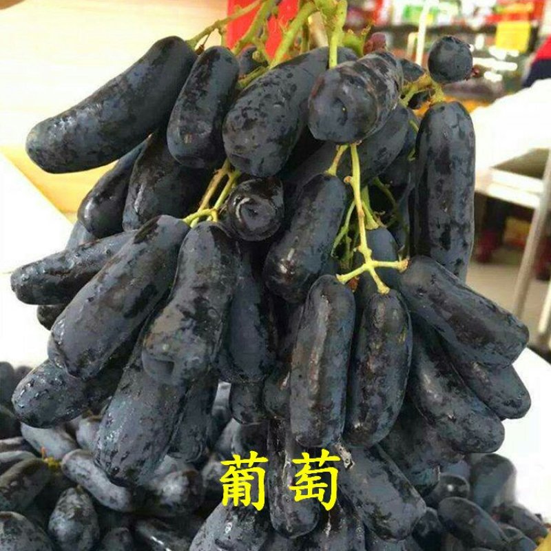 甜蜜蓝宝石葡萄苗
