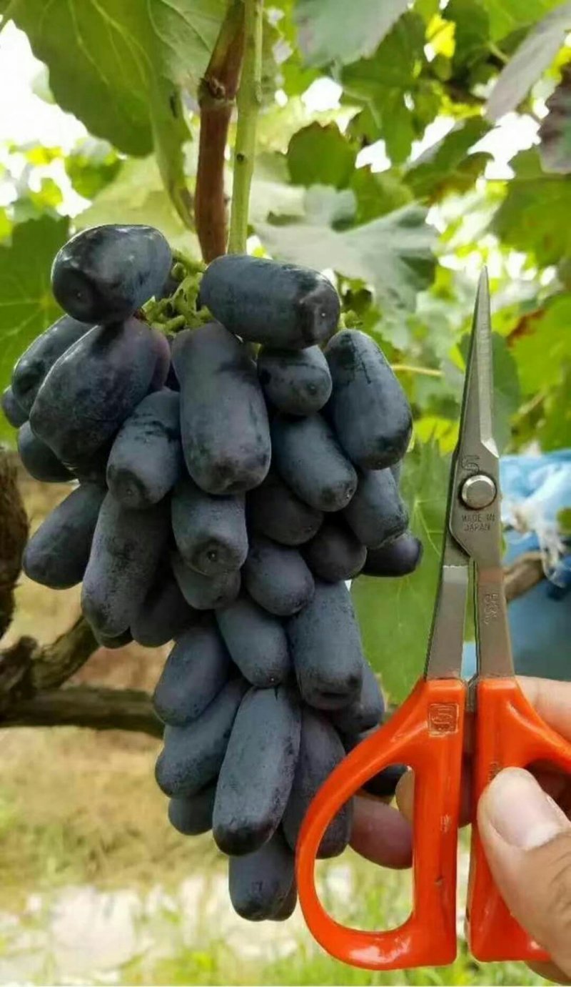 甜蜜蓝宝石葡萄苗