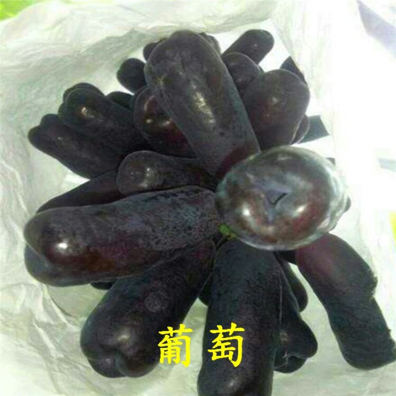 甜蜜蓝宝石葡萄苗