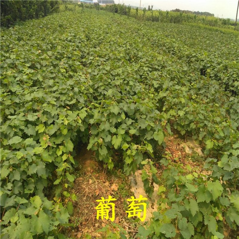 甜蜜蓝宝石葡萄苗