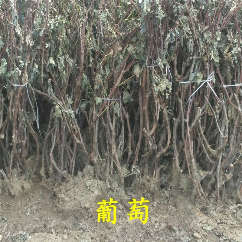 甜蜜蓝宝石葡萄苗