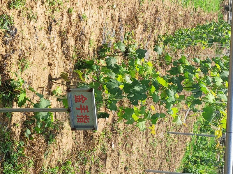 甜蜜蓝宝石葡萄苗