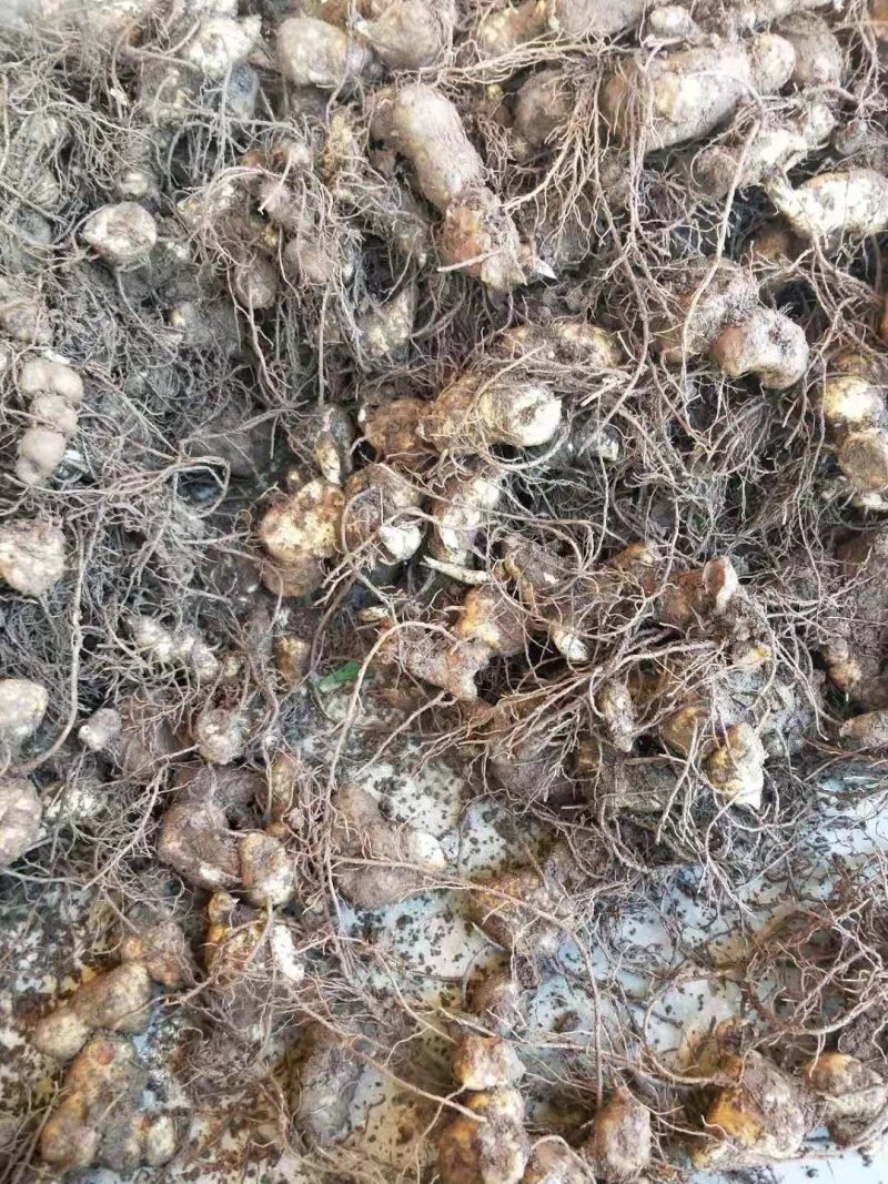 滇黄精块茎