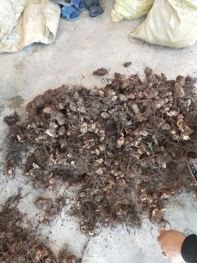 滇黄精块茎