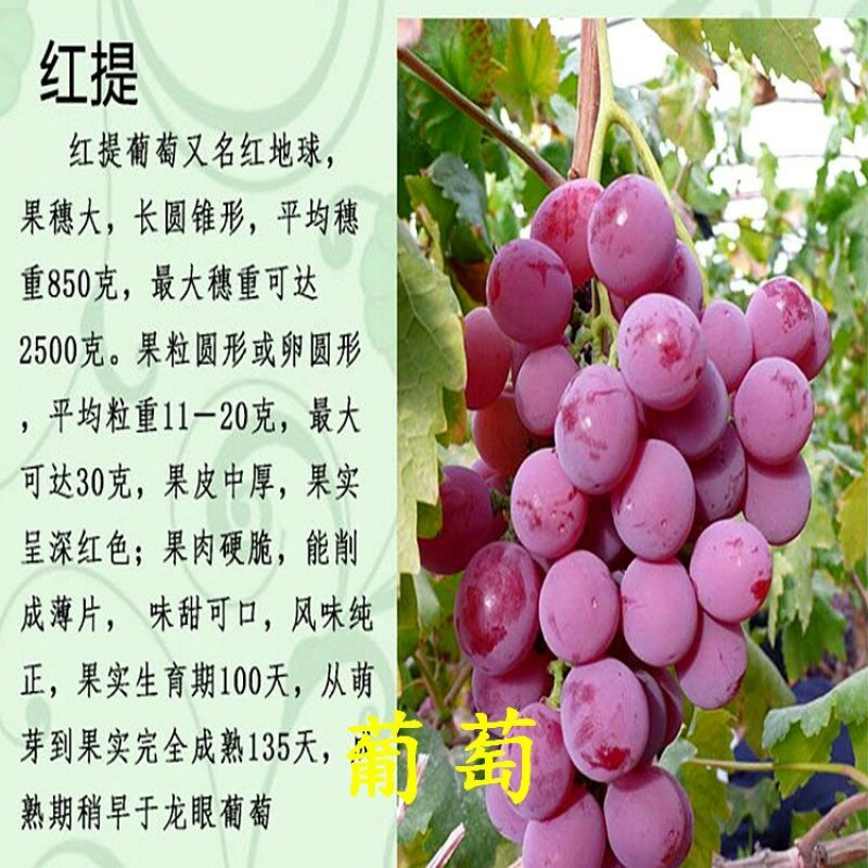 大红提葡萄苗