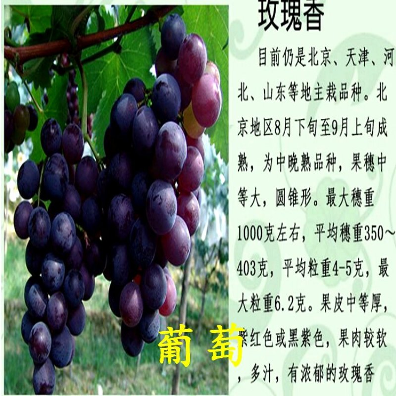 玫瑰香葡萄苗