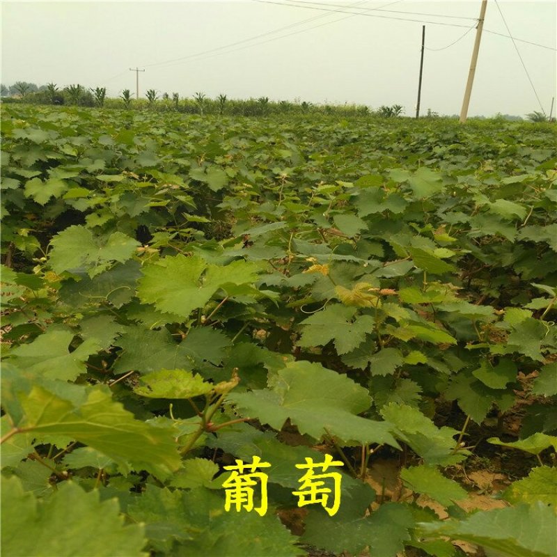 玫瑰香葡萄苗