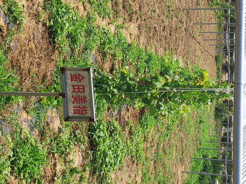 玫瑰香葡萄苗