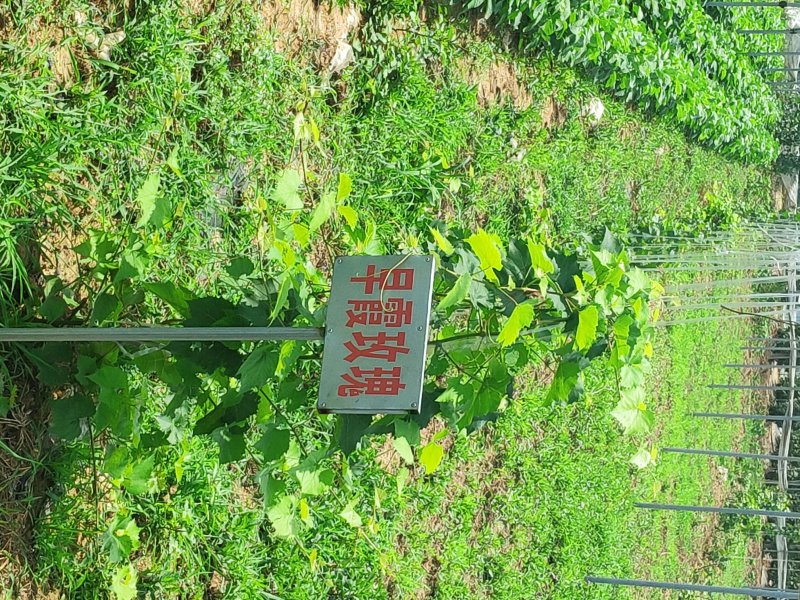 玫瑰香葡萄苗