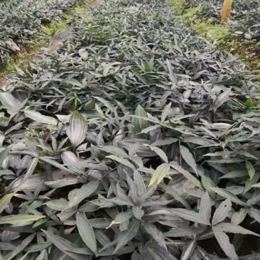 黄精苗