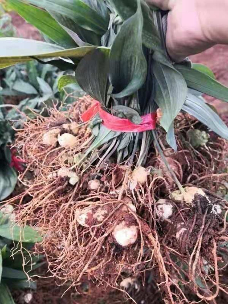 黄精苗