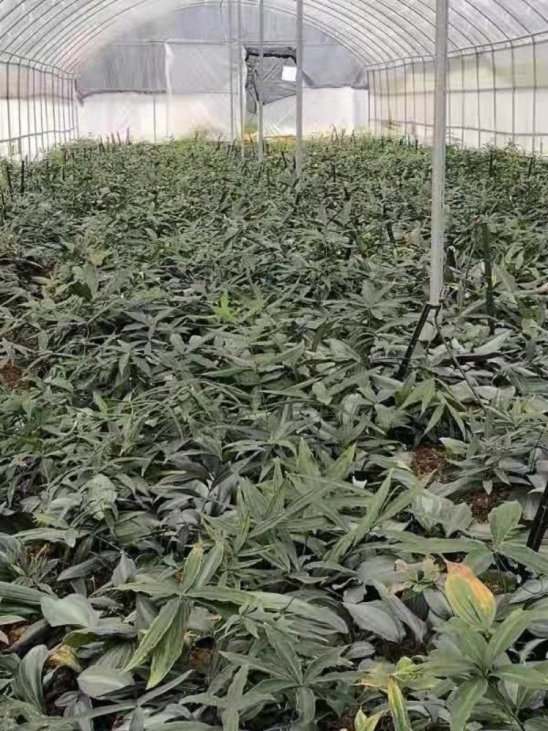 黄精苗