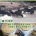 豆渣发酵剂豆腐渣专用发酵剂黄豆渣喂鱼养鸡羊猪养殖饲料发酵