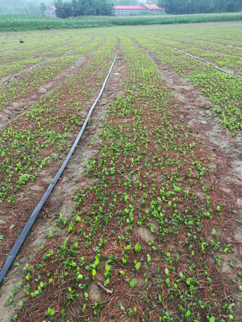 苍术苗朱砂点苍术北苍术免费技术指导基地直销