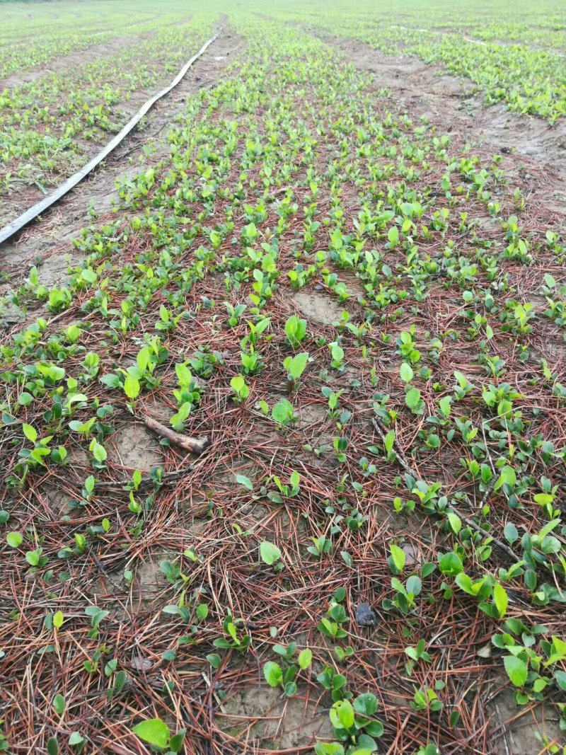 苍术苗朱砂点苍术北苍术免费技术指导基地直销
