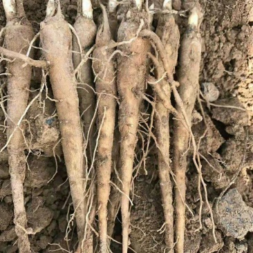 大量出售供应一代高产赤芍苗子
