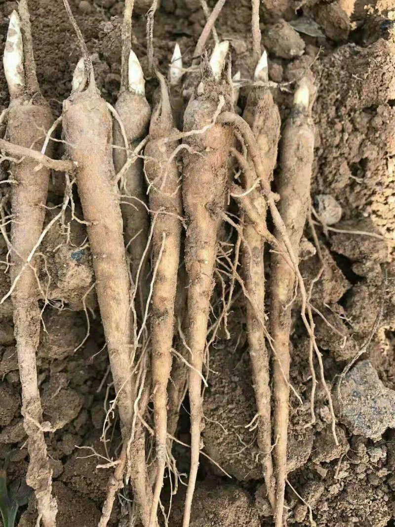 大量出售供应一代高产赤芍苗子