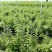茶叶枸杞叶茶保健茶基地直销，价格优惠
