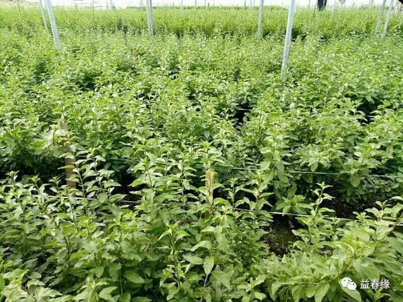 茶叶枸杞叶茶保健茶基地直销，价格优惠