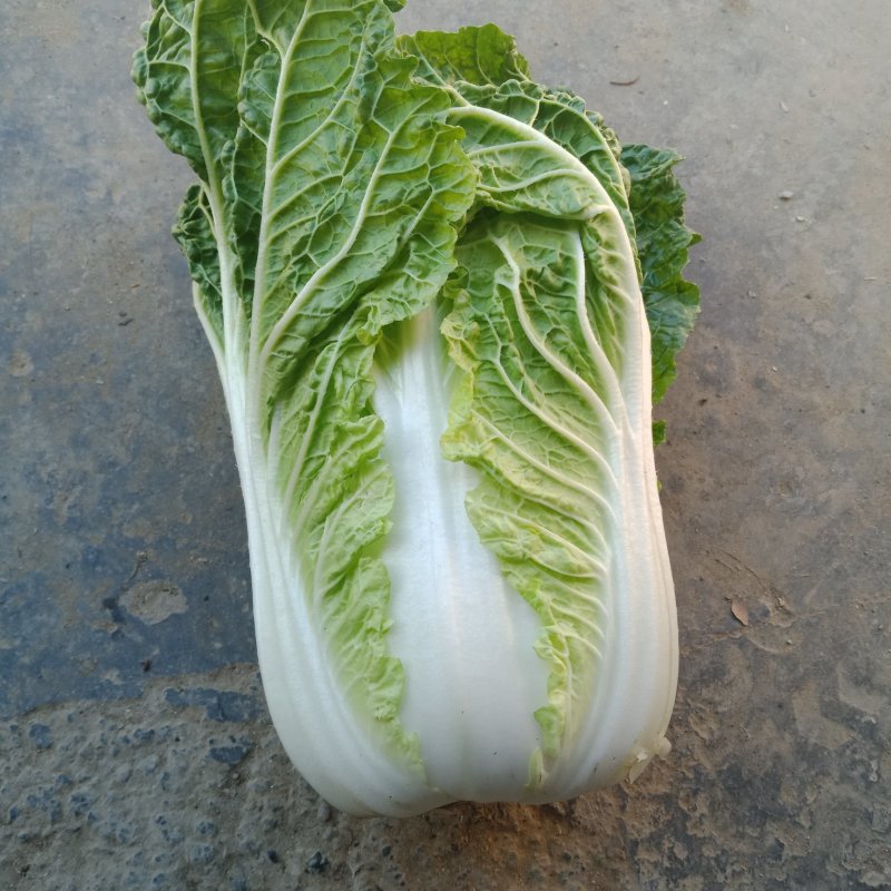 黄心高抗大白菜，包园开始了，安斤都可以，质量有保证