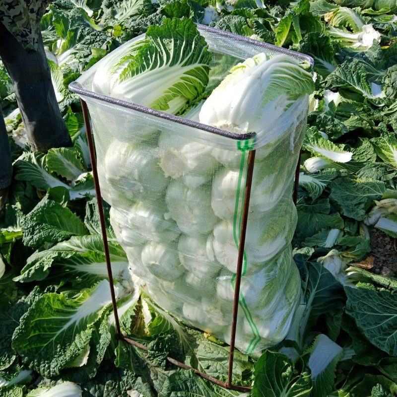 黄心高抗大白菜，包园开始了，安斤都可以，质量有保证