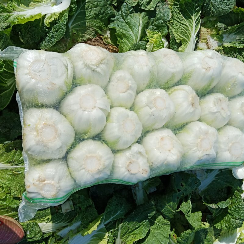 黄心高抗大白菜，包园开始了，安斤都可以，质量有保证