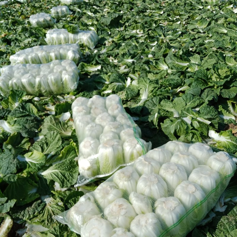 黄心高抗大白菜，包园开始了，安斤都可以，质量有保证