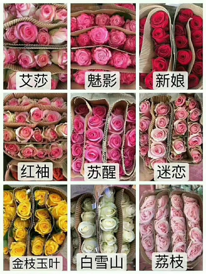白玫瑰-坦尼克-------玫瑰花