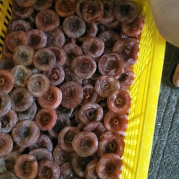 好吃的柿饼