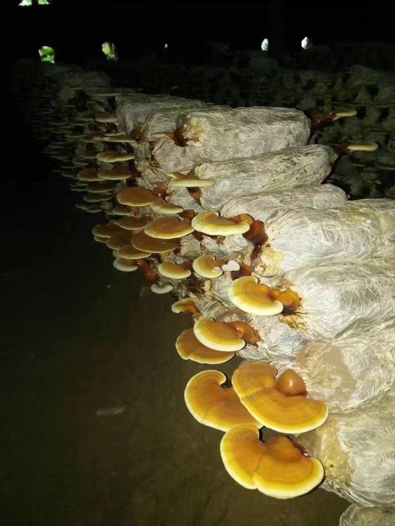 产地直销批发各种灵芝，孢子粉