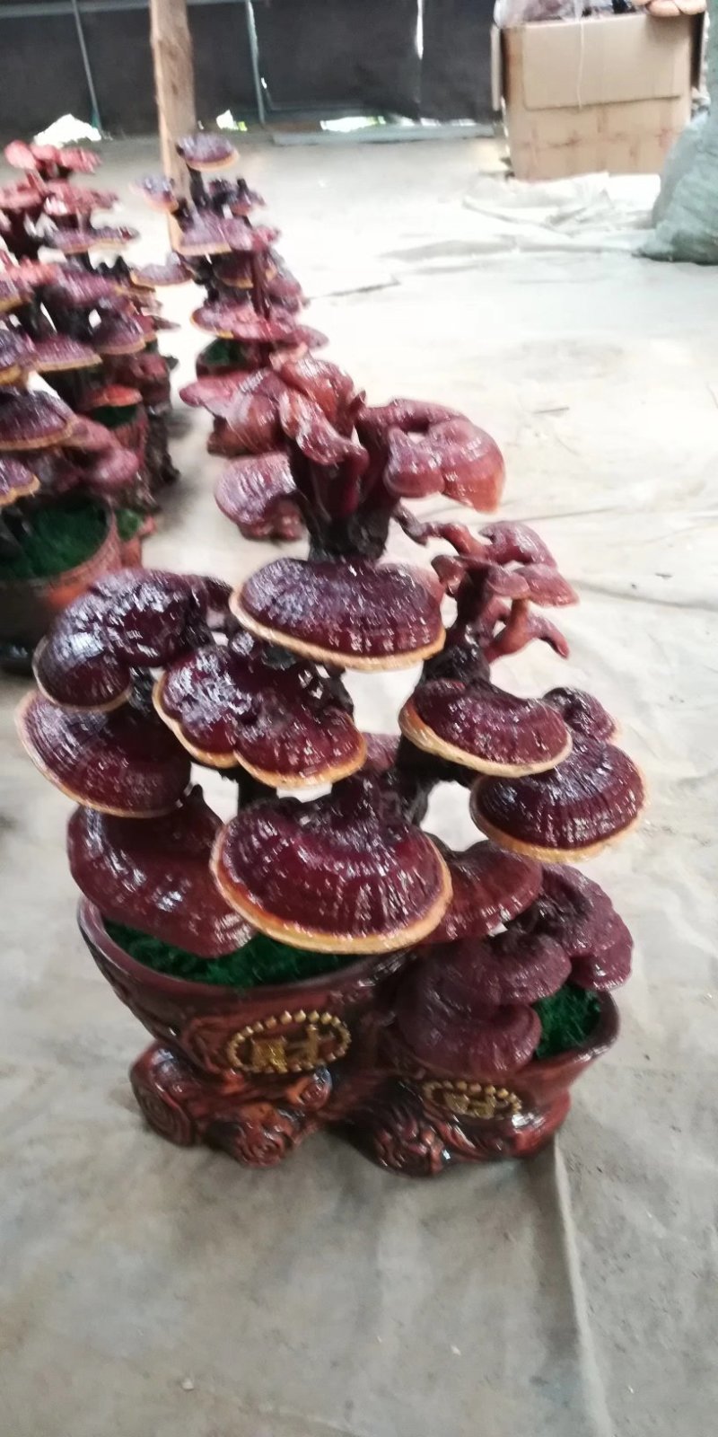 产地直销批发各种灵芝，孢子粉